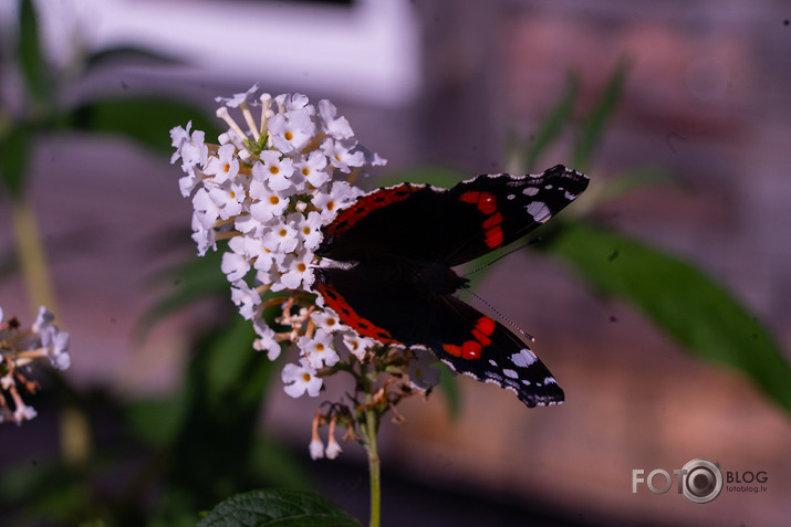 koncerts Lantes muiižā par godu Haraldam Sīmanim 