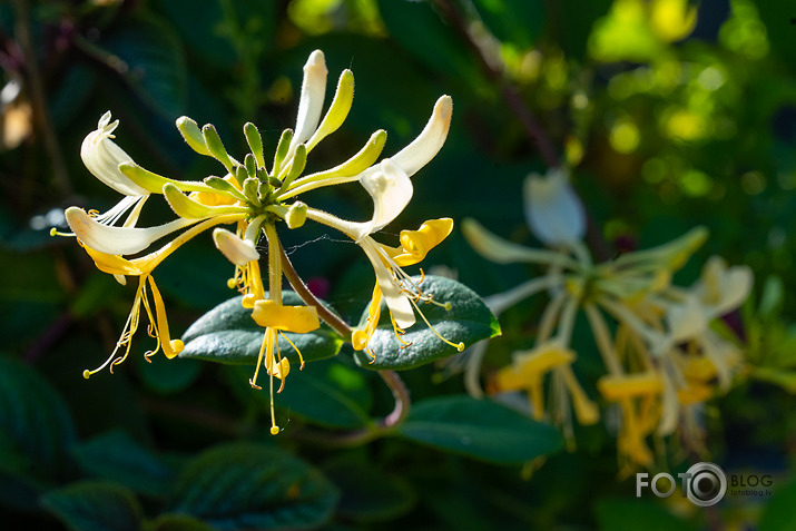 koncerts Lantes muiižā par godu Haraldam Sīmanim 