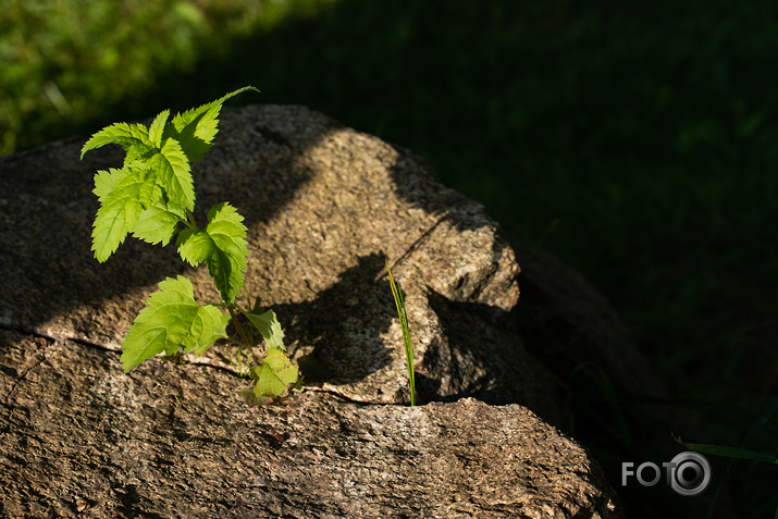 koncerts Lantes muiižā par godu Haraldam Sīmanim 