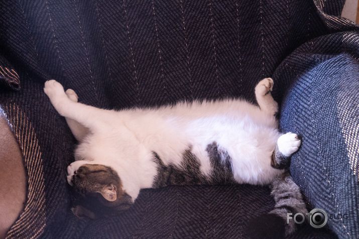 koncerts Lantes muiižā par godu Haraldam Sīmanim 