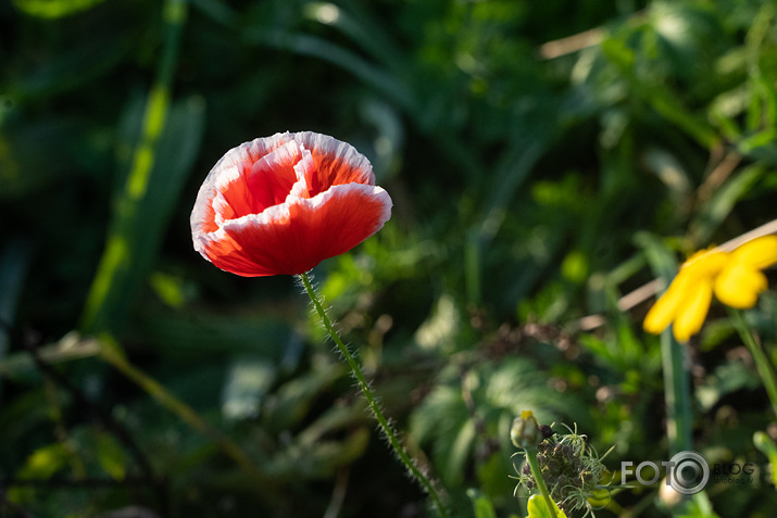koncerts Lantes muiižā par godu Haraldam Sīmanim 