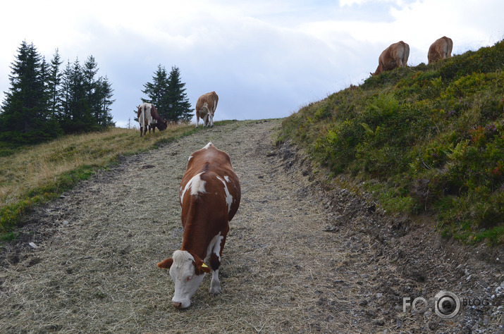 Austrijas Alpi