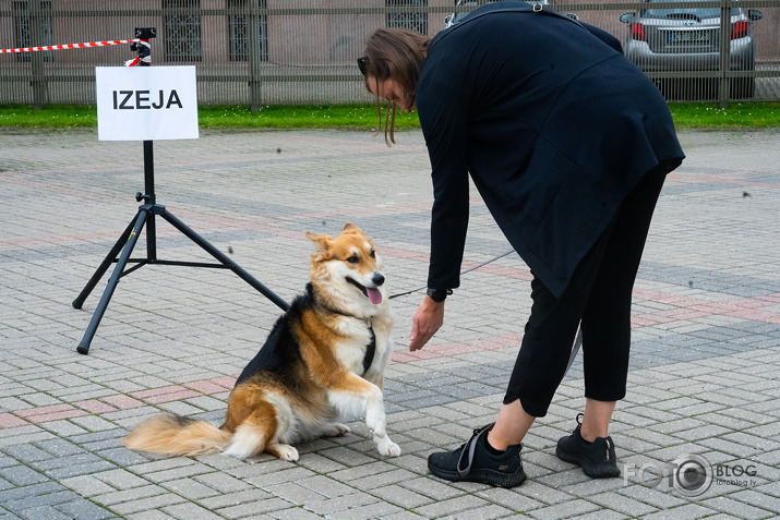 Brīvību vistām!