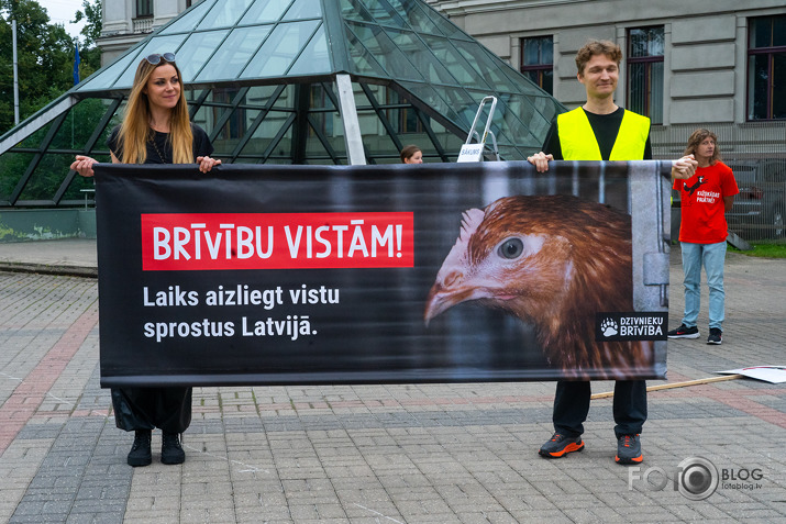 Brīvību vistām!