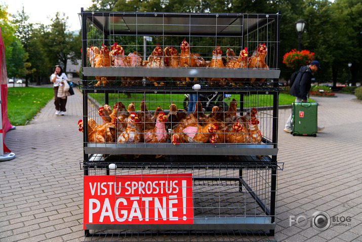 akcija dējējvistu būros abalstam