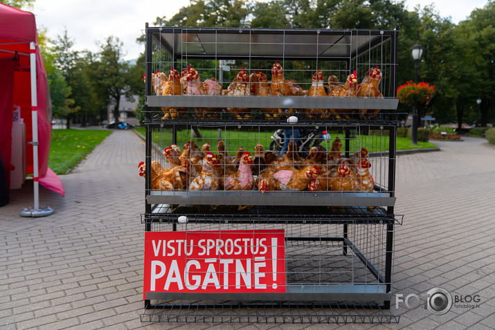 akcija dējējvistu būros abalstam