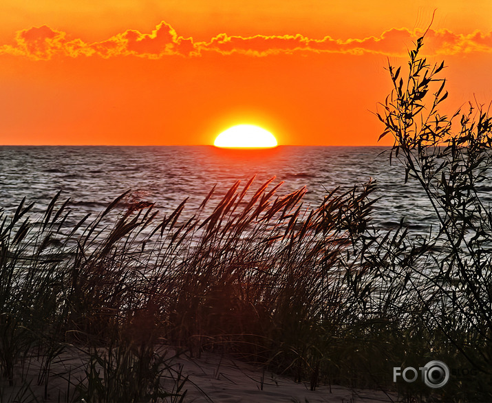 Riets dienišķais 003