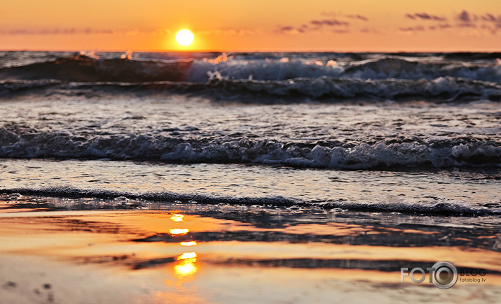 Riets dienišķais 004