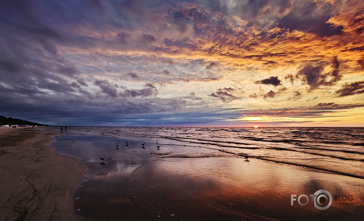 Riets dienišķais 007