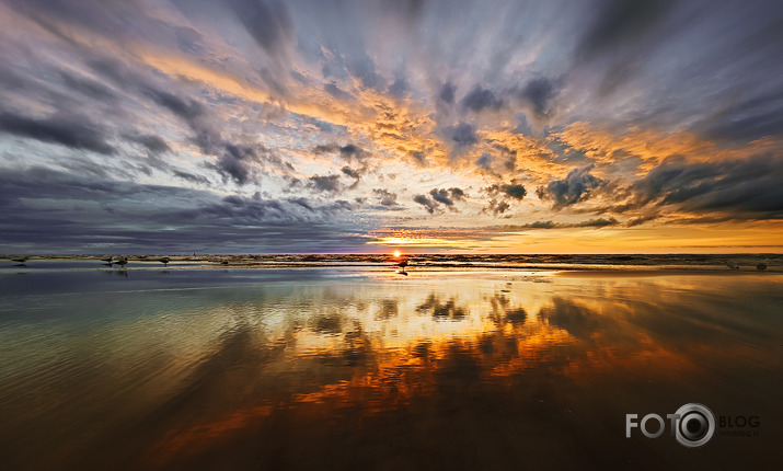 Riets dienišķais 008