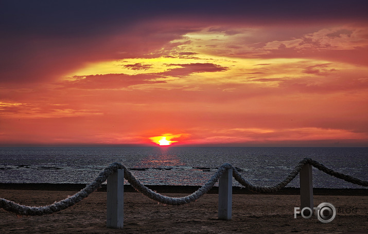 Riets dienišķais 009