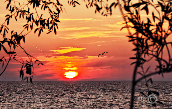 Riets dienišķais 012