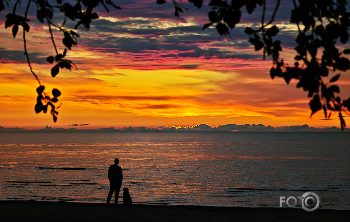 Riets dienišķais 013