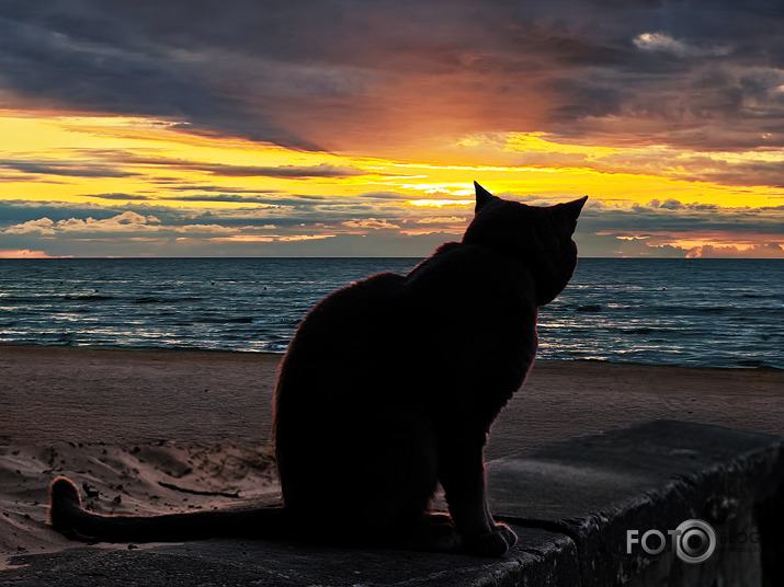 Riets dienišķais 022