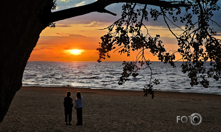 Riets dienišķais 028