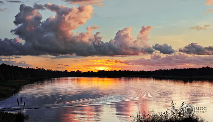 Riets dienišķais 029