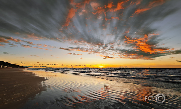 Riets dienišķais 033