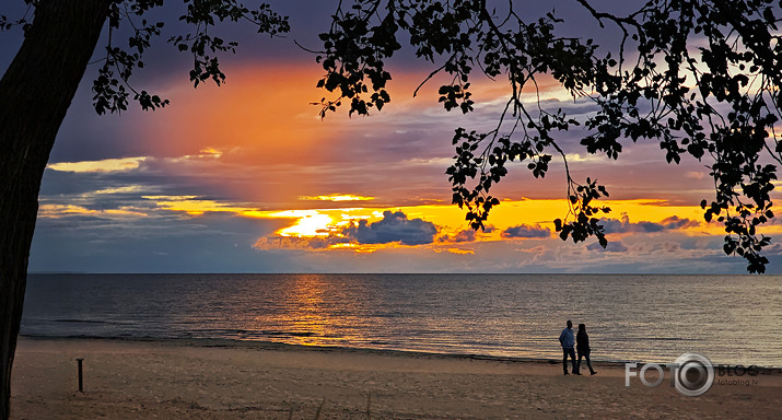 Riets dienišķais 036