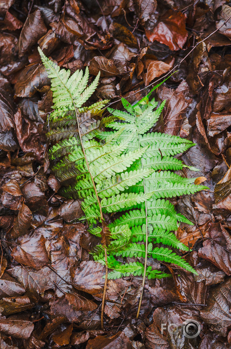 Pārgājiens Reņģē