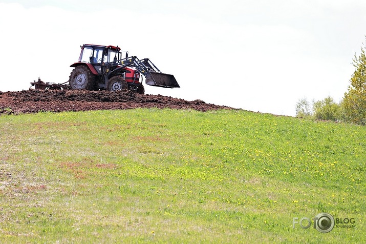 Arājs ara kalniņā